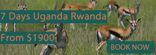 7 Days Uganda Rwanda Gorilla Safari