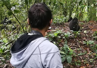 Bwindi gorilla trekking