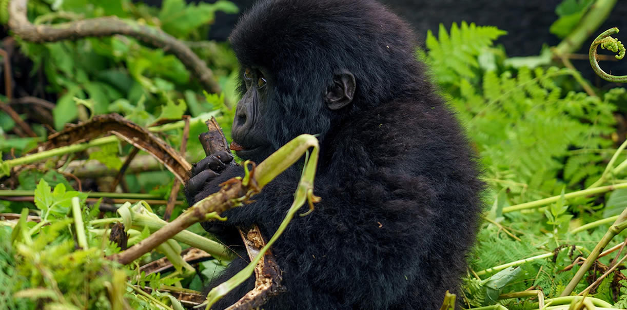 baby gorilla in bwindi national park