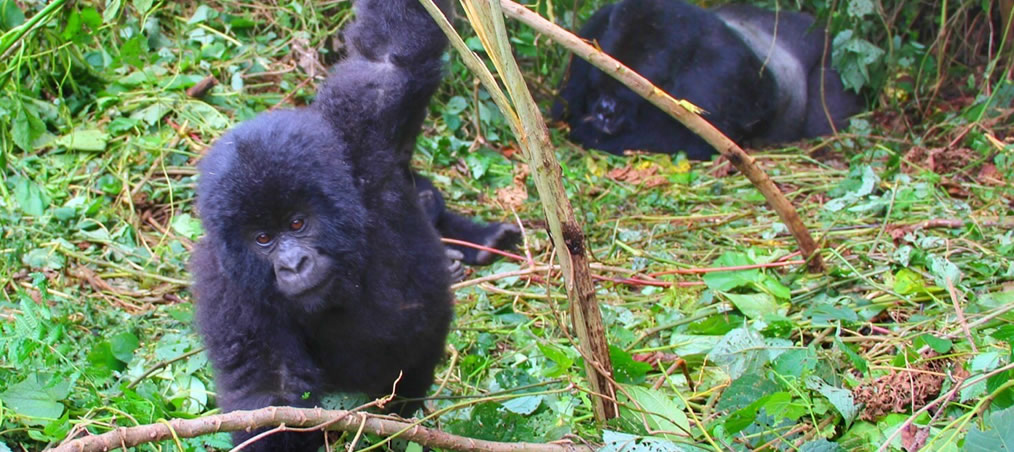 infant gorilla in bwindi national park