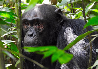 chimpanzee tracking in Uganda