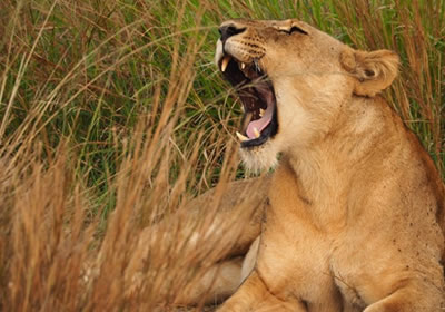 lions in queen Elizabeth national park