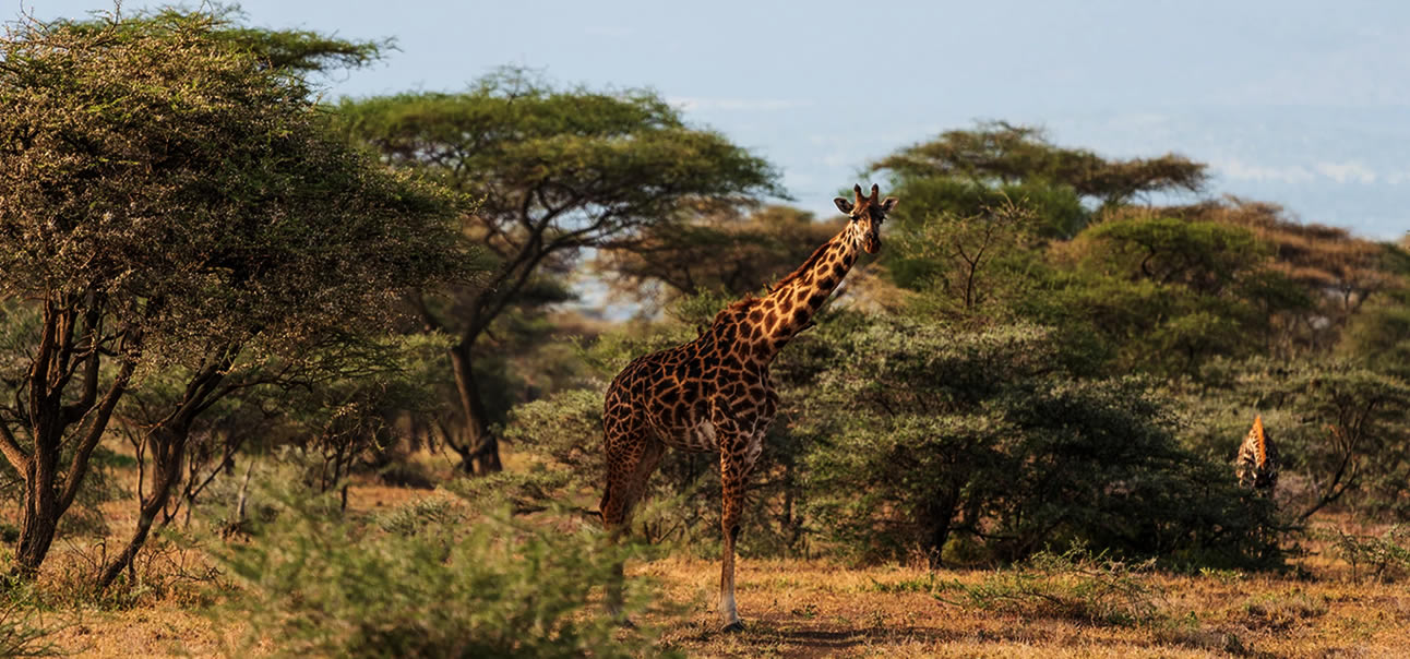 Uganda wildlife safari