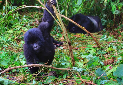 baby gorilla in Mgahinga forest