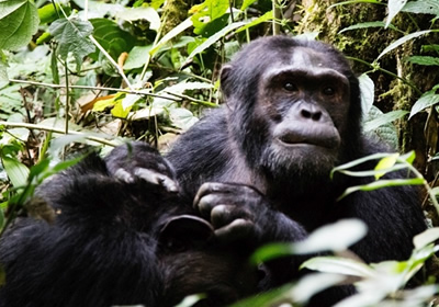 Kibale chimpazee tracking Uganda