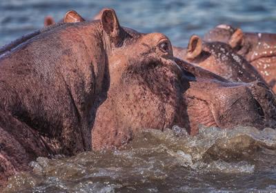 Hippos in Queen Elizabeth