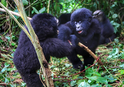 gorilla trekking in Bwindi national park