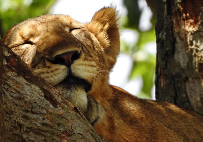 ishasha tree climbing lions