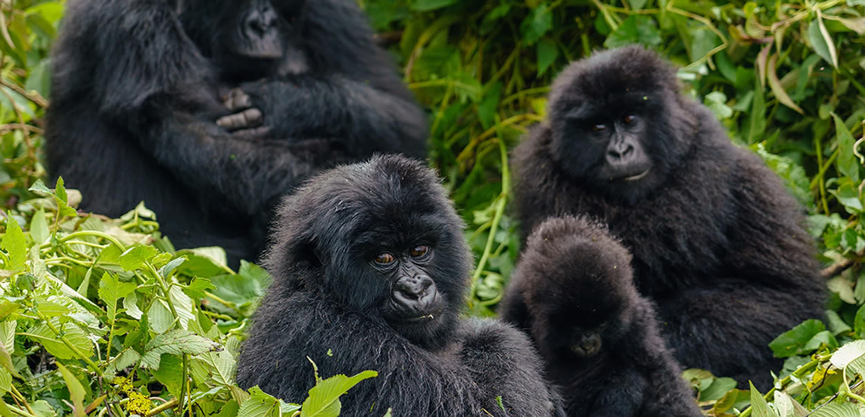 mountain gorilla group in Uganda