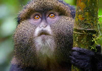 Rwanda golden Monkey tracking