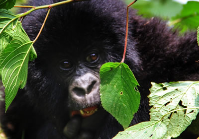 gorilla tour in Bwindi national park