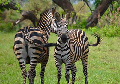 zebras in lake mburo national park