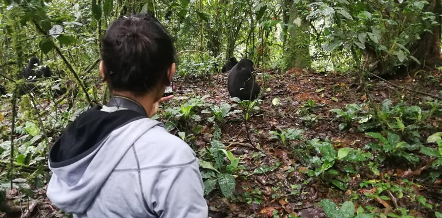 gorilla trekking in Uganda bwindi national park