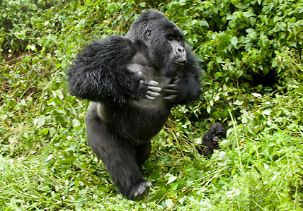 gorilla trekking in Bwindi