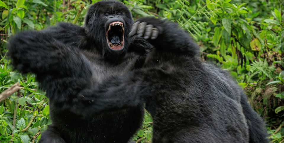 mountain gorillas fighting