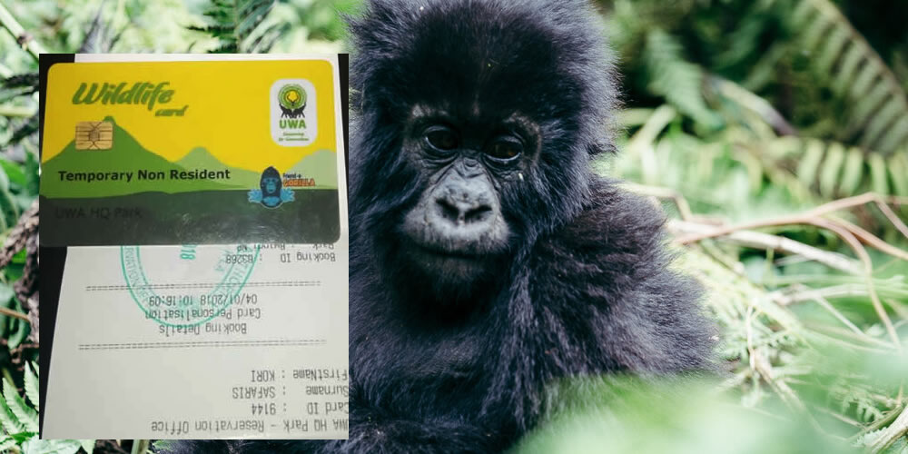 uganda gorilla permit