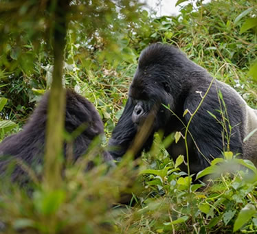 hirwa gorilla family Rwanda