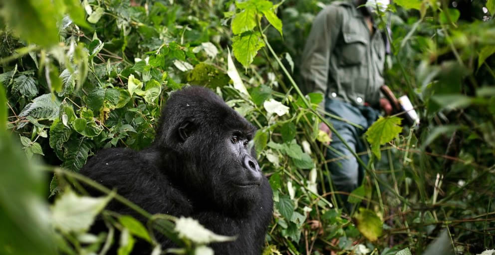 park guides gorilla trekking in Bwindi