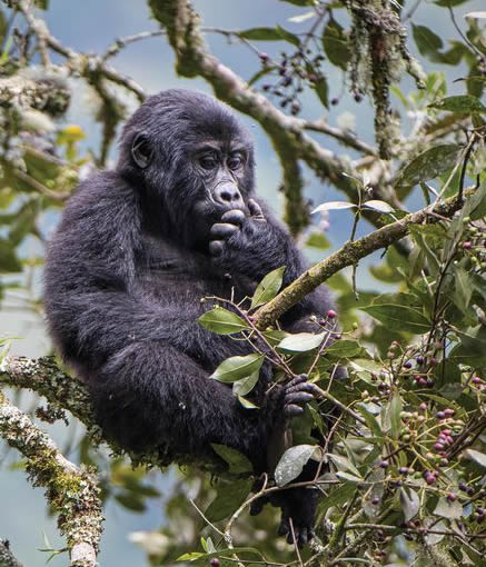 mountain gorillas in Bwindi national park