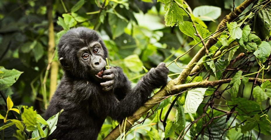 baby mountain gorilla in Bwindi national park