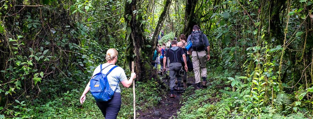 Bwindi national park gorilla trekking