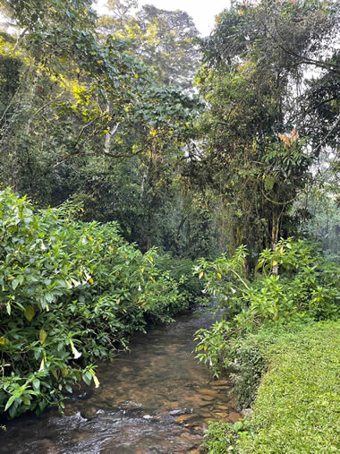 hiking and trekking trails in Bwindi national park