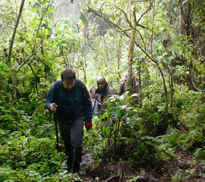 hiking and trekking trails in Bwindi national park