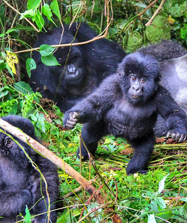 baby gorilla in Mgahinga forest
