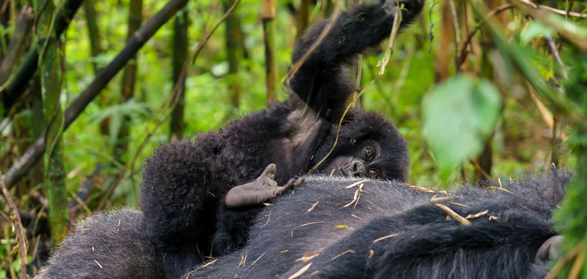 Mgahinga national park Uganda