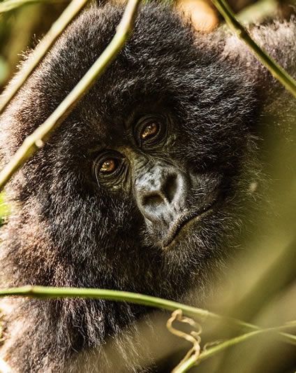 gorilla trekking in Bwindi