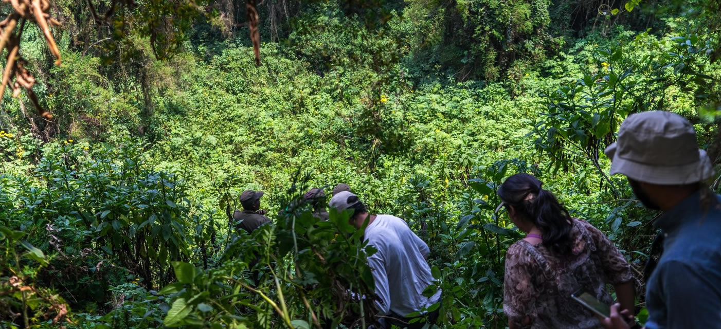 Gorilla trekking in Ruhija