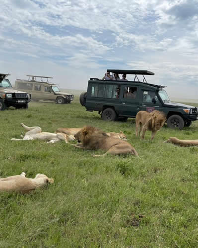 serengeti lion watching safari Tanzania