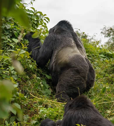 silverback gorilla in Bwindi