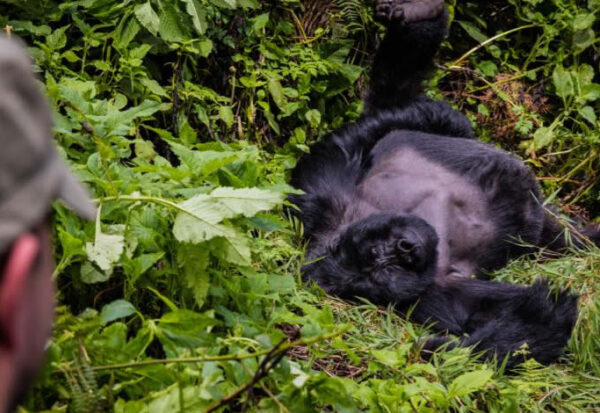 silverback gorilla safari in Bwindi forest