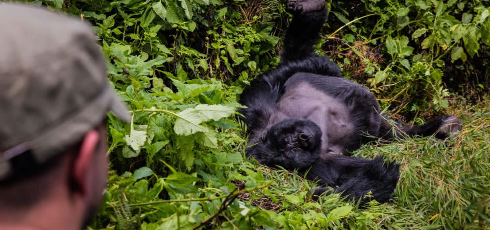 silverback gorilla safari in Bwindi forest