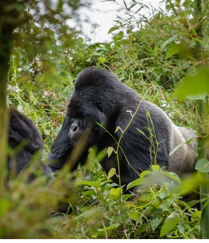 silverback gorilla in Bwindi