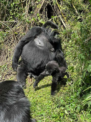 group gorilla trekking in Bwindi