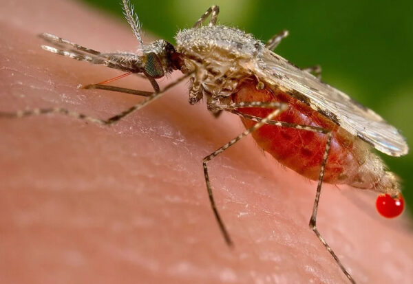 mosquitoes in Uganda while on safari